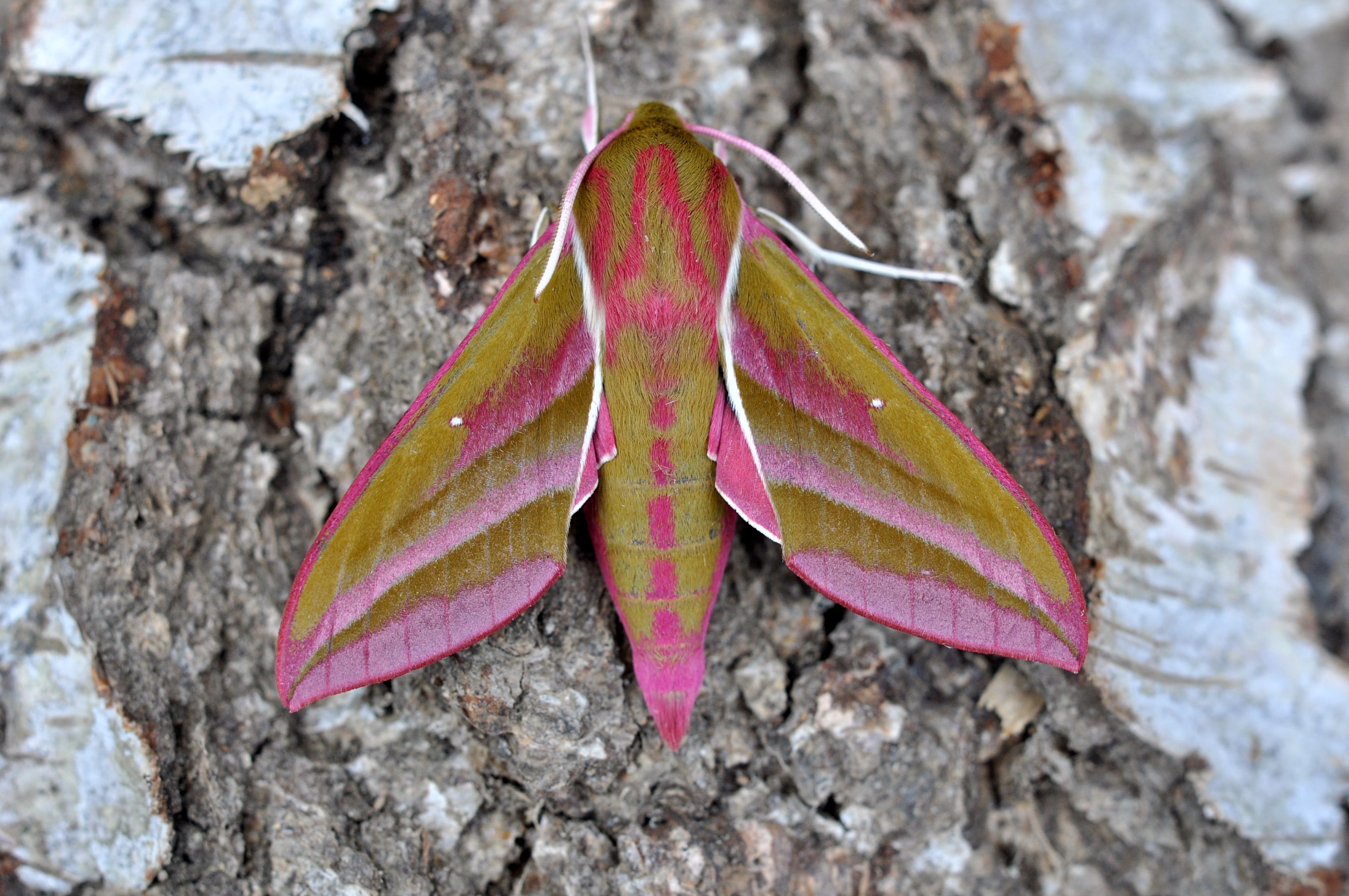 hnhs-elephant-hawk-moth